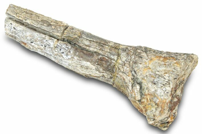 Fossil Mosasaur (Platecarpus) Partial Phalanx Bone - South Dakota #322102